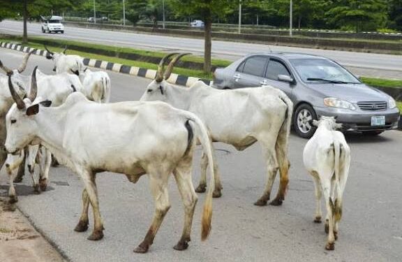 FG to relocate cattle from Abuja to grazing reserves