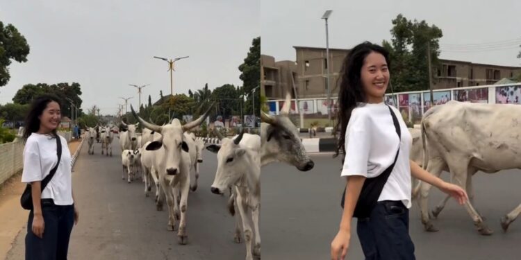 “Cows walking in the same lane with cars” – Korean DJ, Jin Seoul Music shares experience in Nigeria (video)