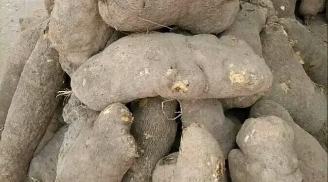 ‘People are not patronising us again,’ Abuja yam sellers lament as price increase affects sales