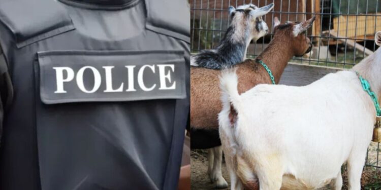 Man arrested for stealing goat to celebrate child’s naming ceremony