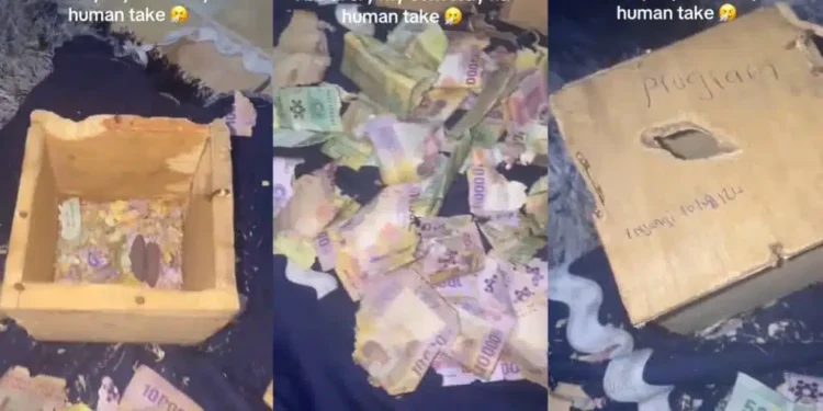 Rat devours woman’s savings in heartbreaking video