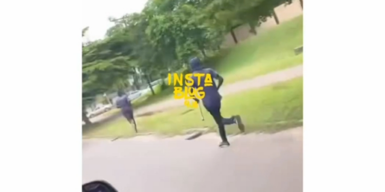 Abuja Task Force Arrests Cows Spotted Wandering The Streets