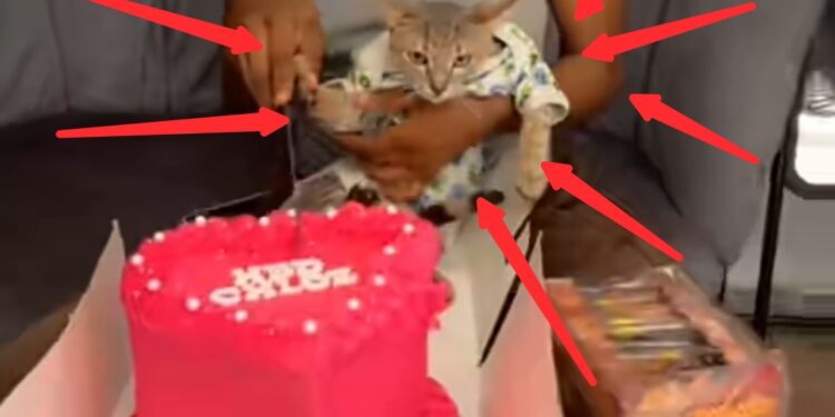 Lady shocks the internet, throws lavish birthday party for her cat