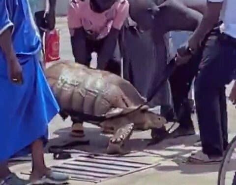 Gigantic tortoise found roaming freely in Maiduguri after flood (video)