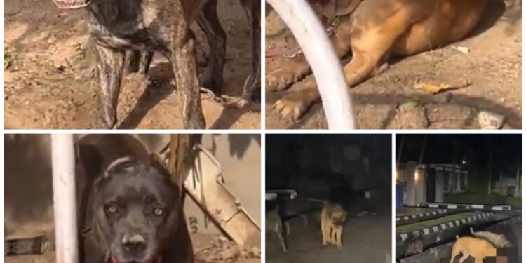 Police seize dogs that allegedly mauled security guard to death in Lagos estate