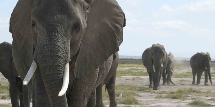 Why I Adopted Elephant As A Member Of My Family – Environment Minister