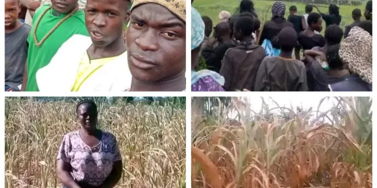 Drought: “We have gone against God” – Christians and Muslims pray for rainfall as crops wither in Plateau