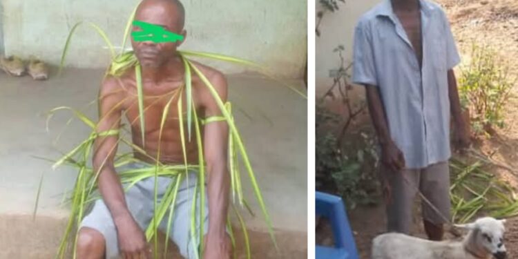 Man offers sheep, goat and two plastic chairs as part of his penalty for stealing phone in Abia community