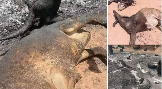 Angry youths launch reprisal attack over killing of two brothers by mob in Katsina