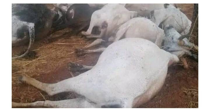 Lightning kills eight cows in Ondo community