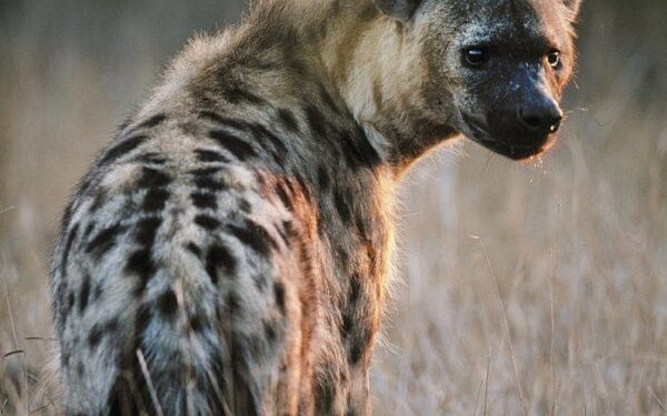Residents urged to be vigilant as hyena escapes from Jos Wildlife Park