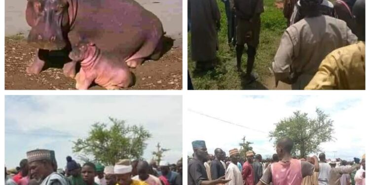 Hippopotamus kills Emir of Yauri’s guard in Kebbi