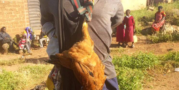 Suspected thief tied to electric pole with stolen chicken around his neck in Plateau
