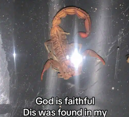 Lady discovers live scorpion in drinking cup inside her bedroom