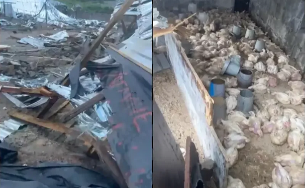 Abuja based poultry owner laments as FCDA destroys his ₦150m investment