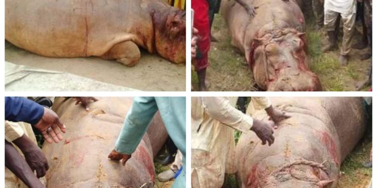 Kebbi fishermen kill hippopotamus, distribute parts as meat to villagers