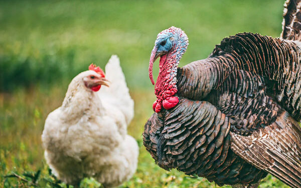 Chicken now costs N25,000 while turkey costs N130,000
